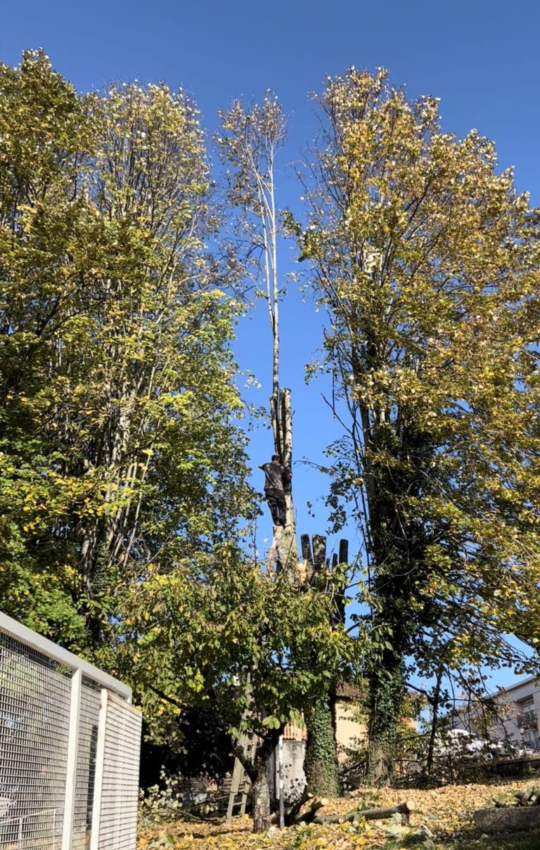 entreprise_stelhy_espace_vert (9)